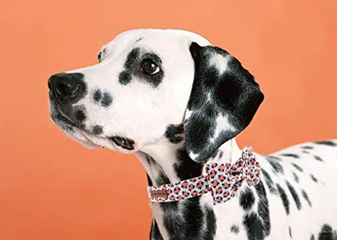 Adjustable Dog Collar with Bowtie