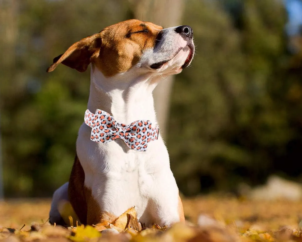 Adjustable Dog Collar with Bowtie