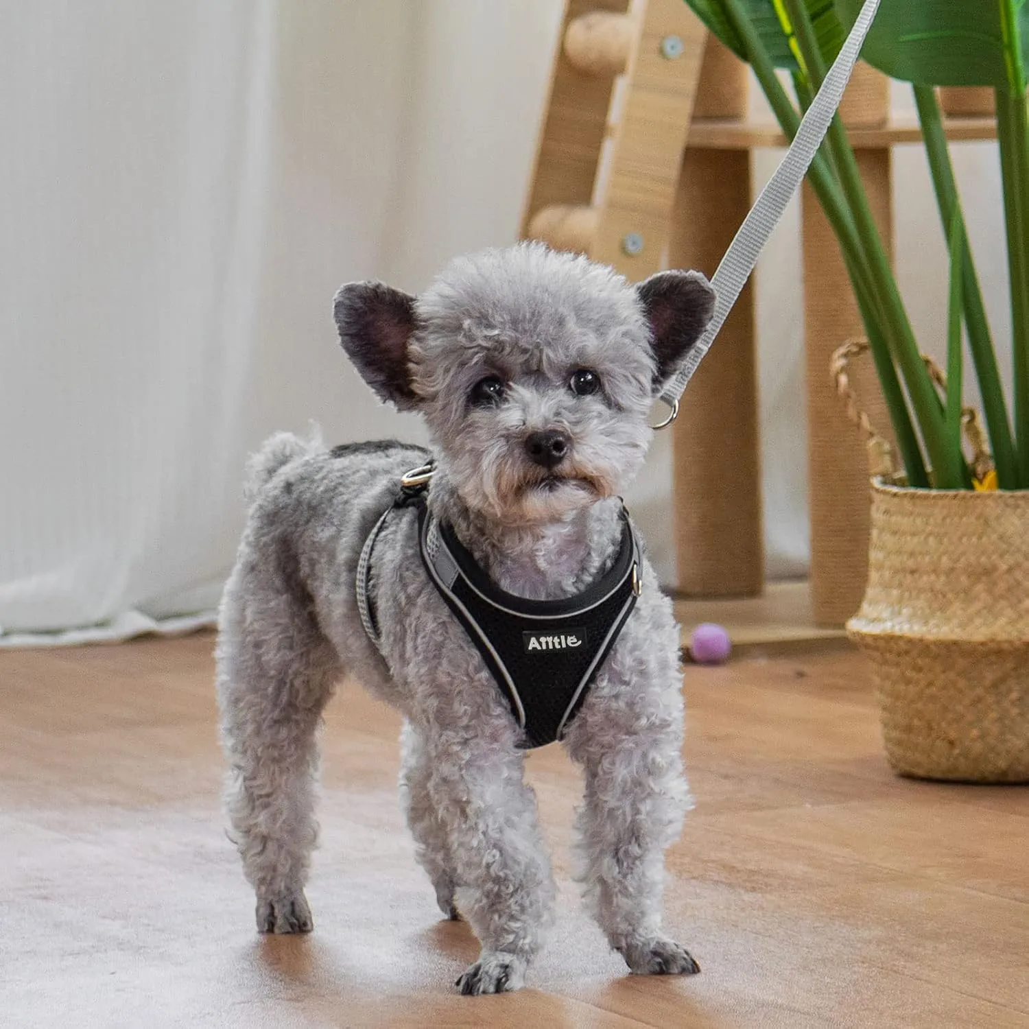 AIITLE Escape Proof Dog Harness - Step in Adjustable Dog Harness No Choke Over with Breathable Mesh and Quick-Release Buckle for Spring- Outdoor Walking, Camping, Training for Medium Dogs Black XL
