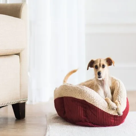 Aspen Pet Self Warming Rectangular Lounger - Barn Red/ Cream
