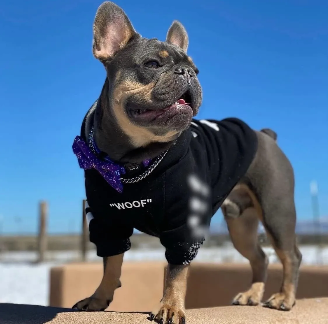 ChoChoCho Stylish Dog Hoodie Dog Clothes Streetwear Cotton Sweatshirt Fashion Outfit for Dogs Cats Puppy Small Medium Large (3XL, Black)