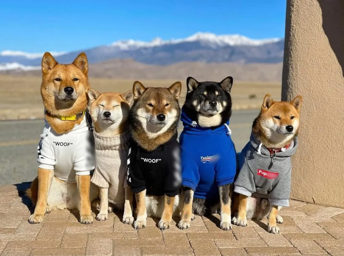 ChoChoCho Stylish Dog Hoodie Dog Clothes Streetwear Cotton Sweatshirt Fashion Outfit for Dogs Cats Puppy Small Medium Large (3XL, Black)