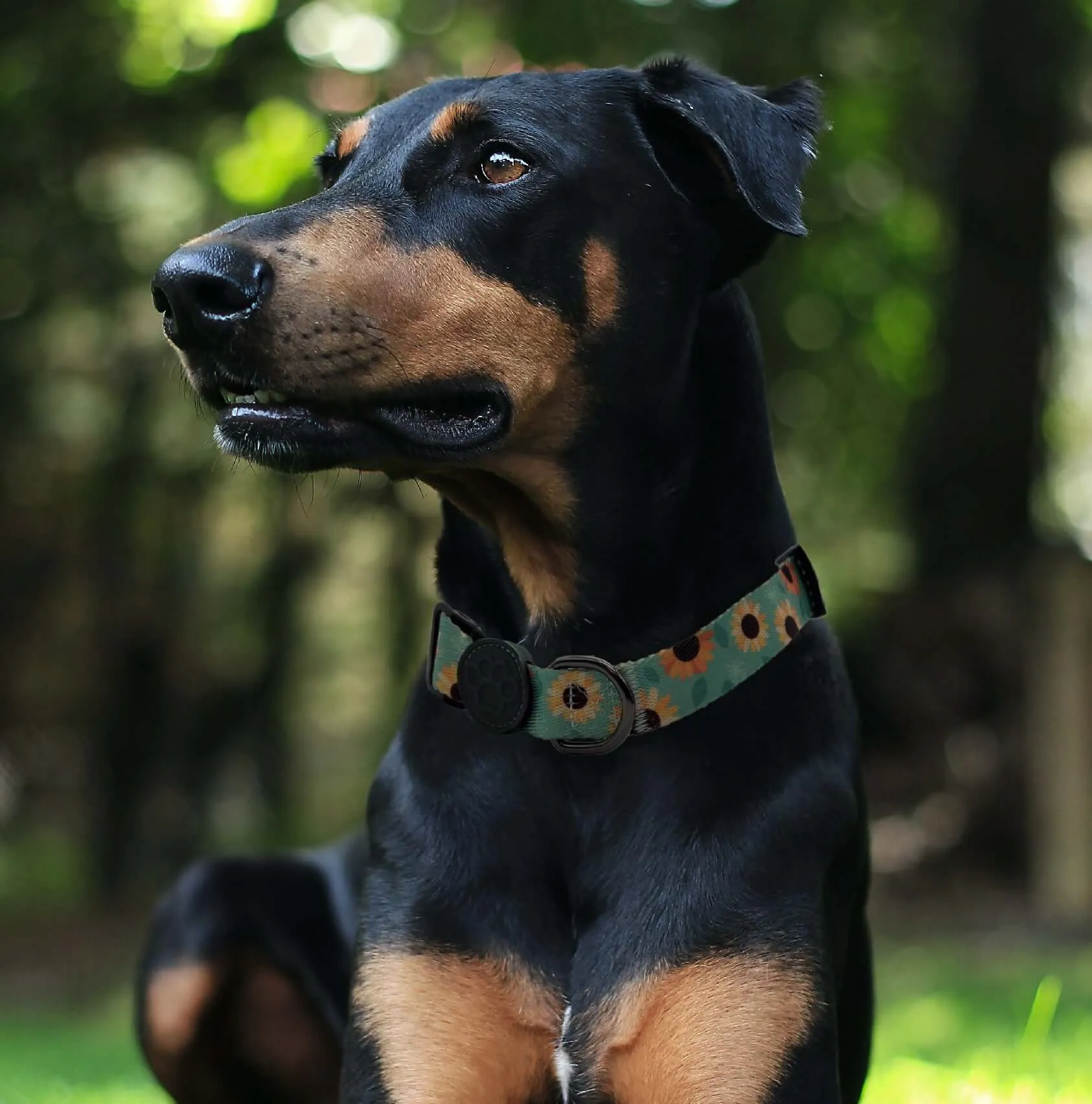 Custom Dog Collars  - Stripes