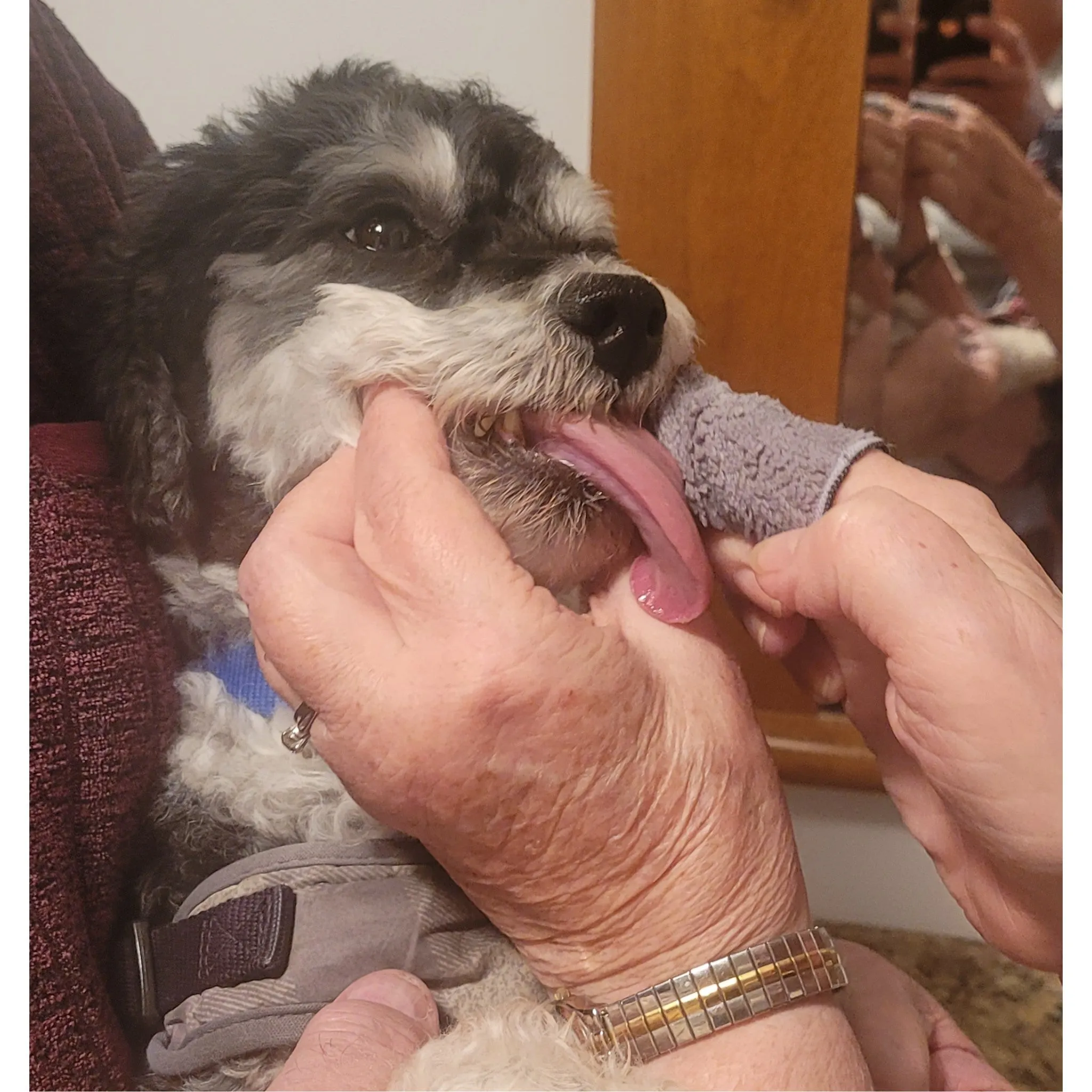 Dog Dental Cloth Finger Wipes