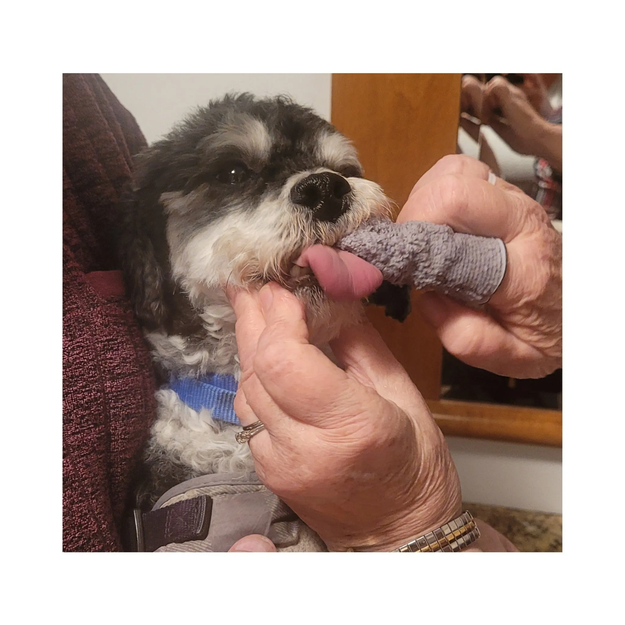 Dog Dental Cloth Finger Wipes