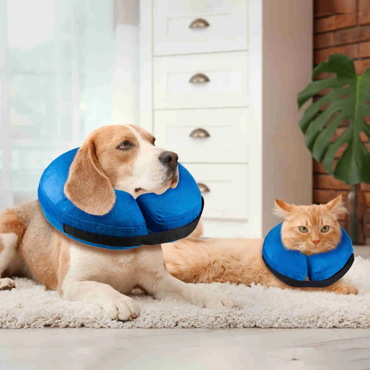 Inflatable Dog Collars-Adjustable Collars for dogs and Cats, 1 Pack (Blue)