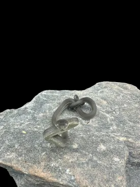 Macklot's Python