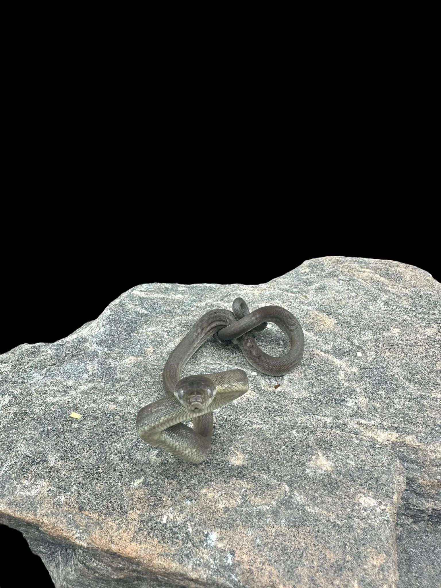 Macklot's Python